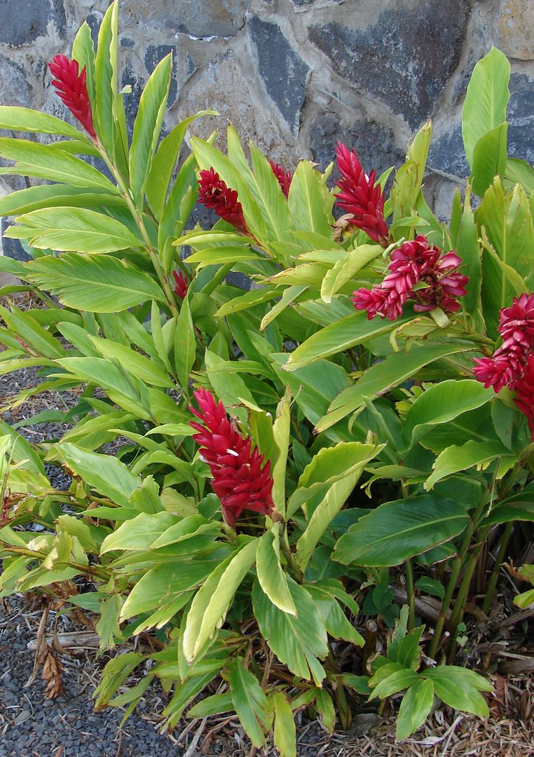 Polynesian Produce Stand RED GINGER ALPINIA PURPURATA Sml PLANT from HAWAII V WELL